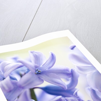 Detail of a purple hyacinth, Hyacinthus orientalis by Anonymous