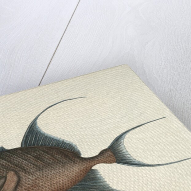 Queen triggerfish by Mark Catesby