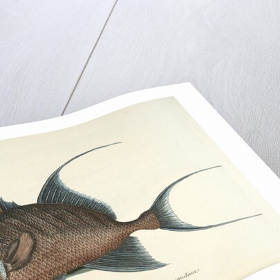 Queen triggerfish by Mark Catesby