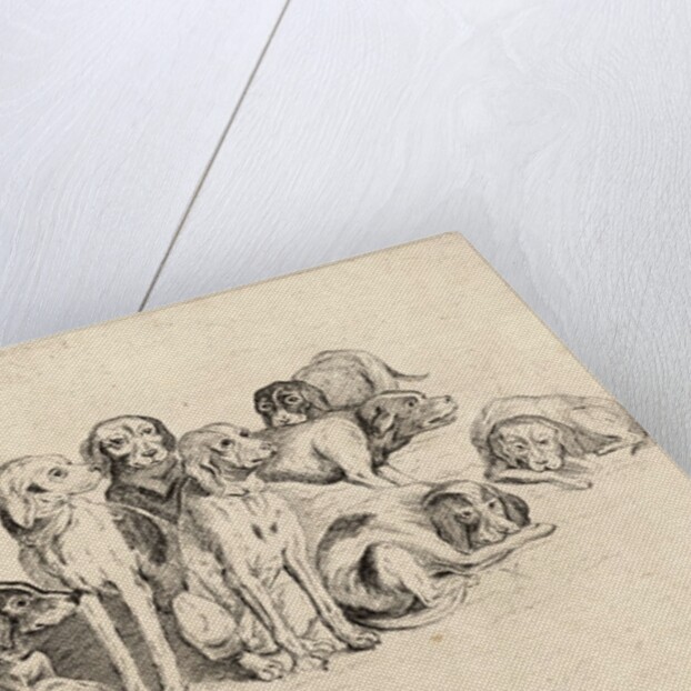 Study of Eleven Hounds by Wenceslas Hollar