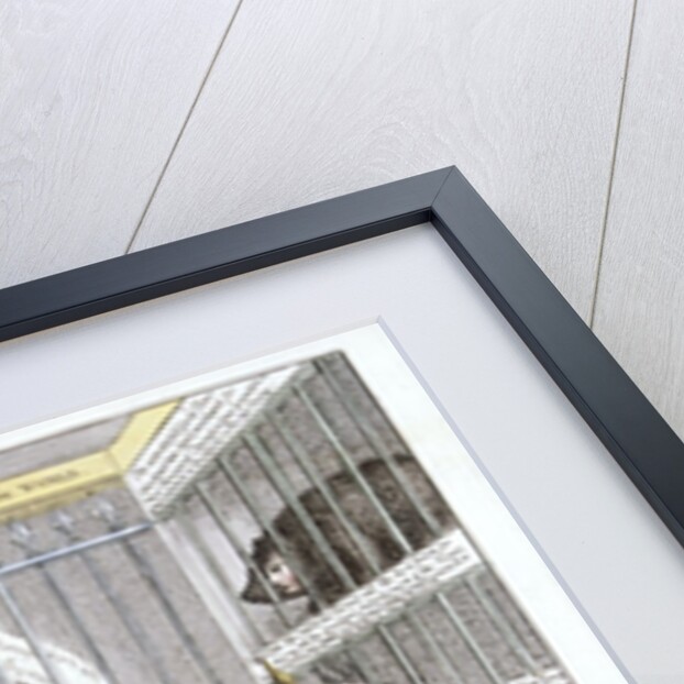 A New Cure for Jackobinism or a Peep in the Tower by Anonymous