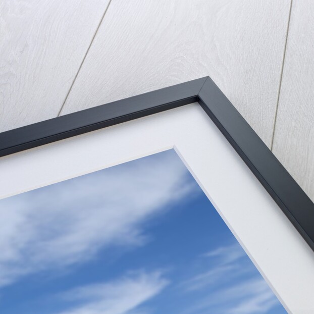 American Bison in Badlands National Park by Anonymous