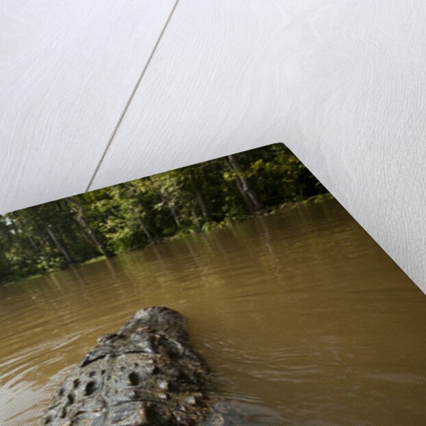 Alligator in Honey Island Swamp in Louisiana by Anonymous