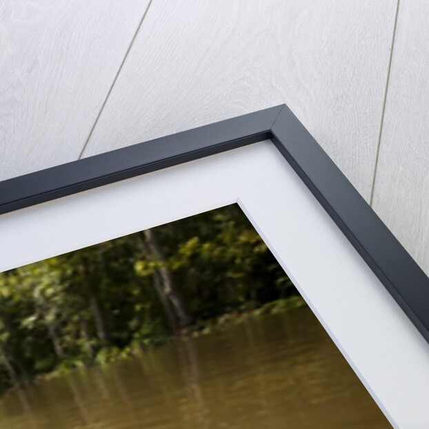 Alligator in Honey Island Swamp in Louisiana by Anonymous