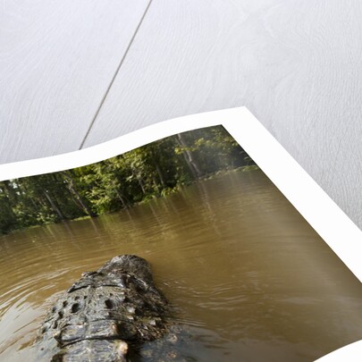 Alligator in Honey Island Swamp in Louisiana by Anonymous