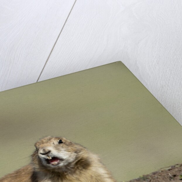 Prairie Dog in Theodore Roosevelt National Park by Anonymous