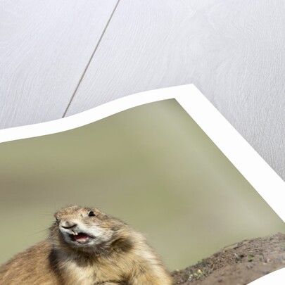 Prairie Dog in Theodore Roosevelt National Park by Anonymous