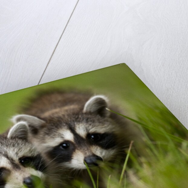 Raccoons at Assateague Island National Seashore in Maryland by Anonymous