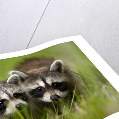 Raccoons at Assateague Island National Seashore in Maryland by Anonymous