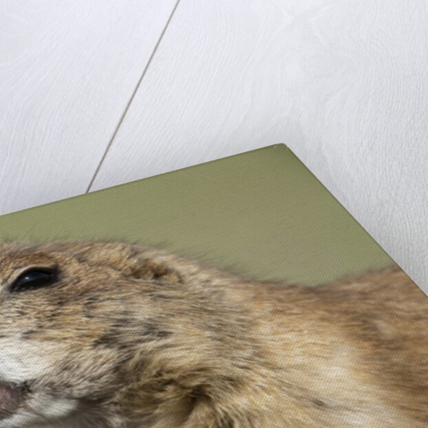 Prairie Dog in Theodore Roosevelt National Park by Anonymous