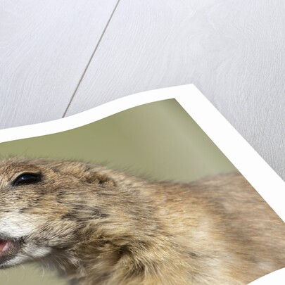 Prairie Dog in Theodore Roosevelt National Park by Anonymous