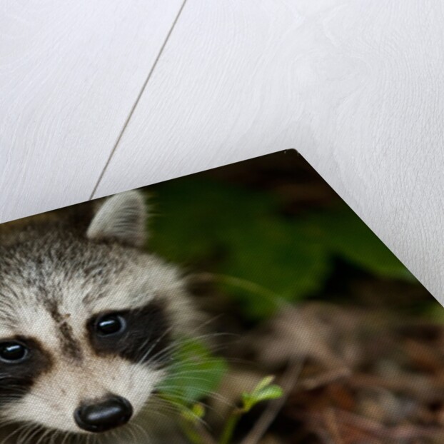 Raccoon at Assateague Island National Seashore in Maryland by Anonymous