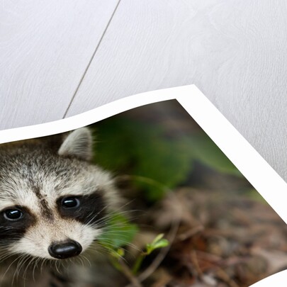 Raccoon at Assateague Island National Seashore in Maryland by Anonymous
