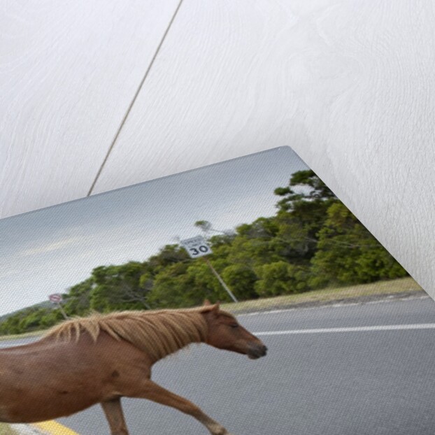 Wild horse crossing road by Anonymous