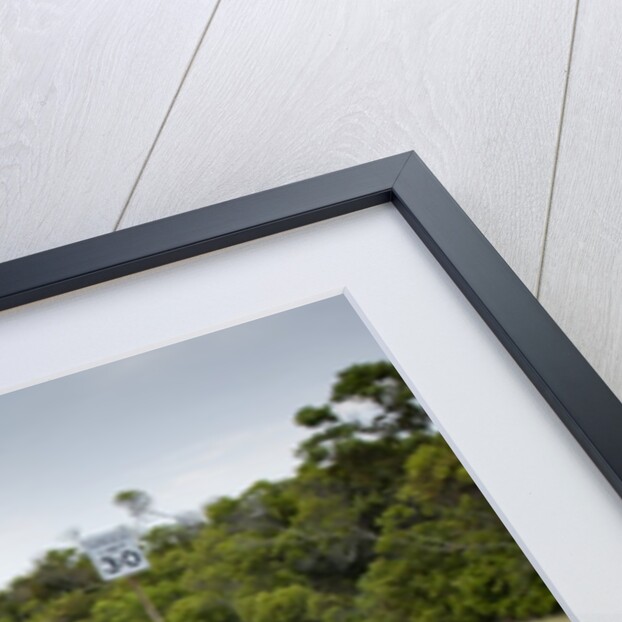 Wild horse crossing road by Anonymous