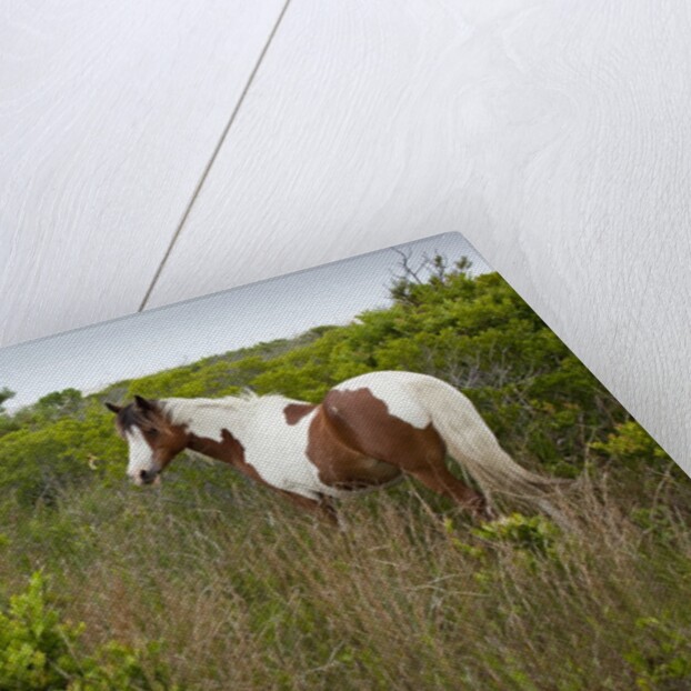Wild horse eating grass by Anonymous