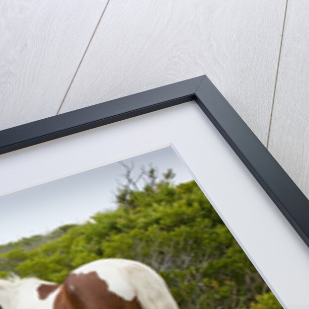 Wild horse eating grass by Anonymous