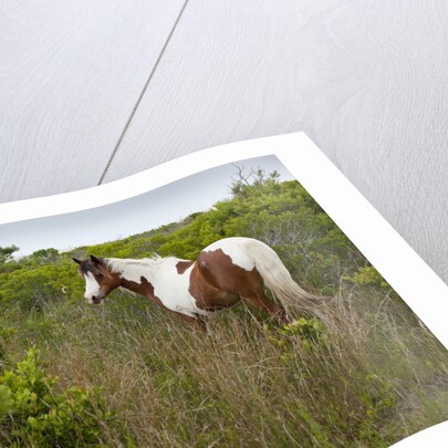 Wild horse eating grass by Anonymous