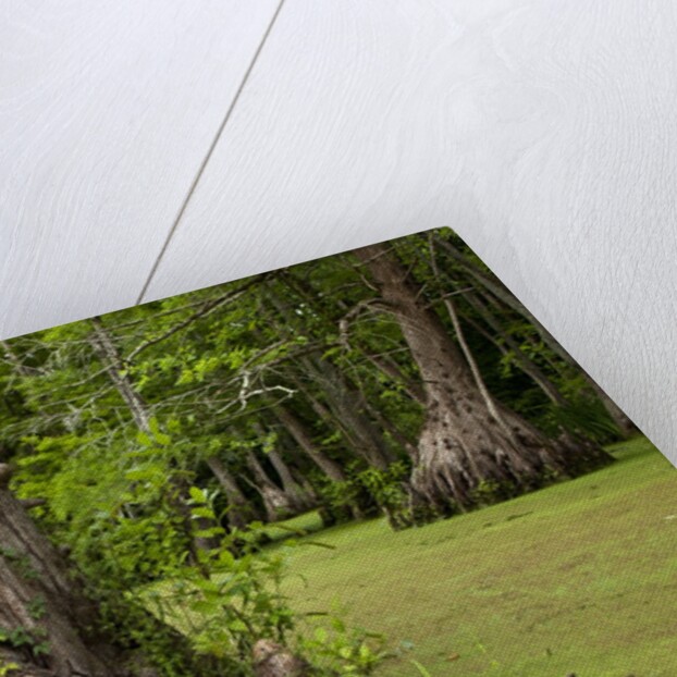 Merchants Millpond State Park, North Carolina by Anonymous