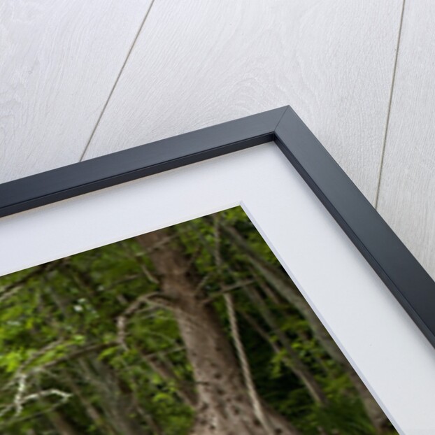 Merchants Millpond State Park, North Carolina by Anonymous