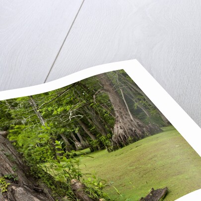 Merchants Millpond State Park, North Carolina by Anonymous