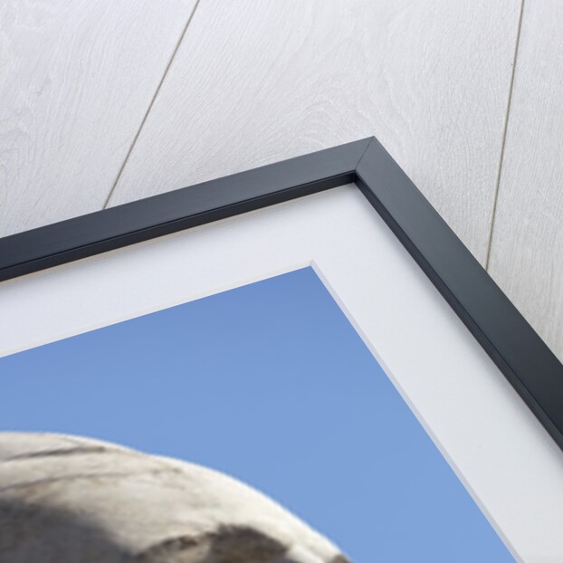 George Washington on Mount Rushmore Memorial by Gutzon Borglum