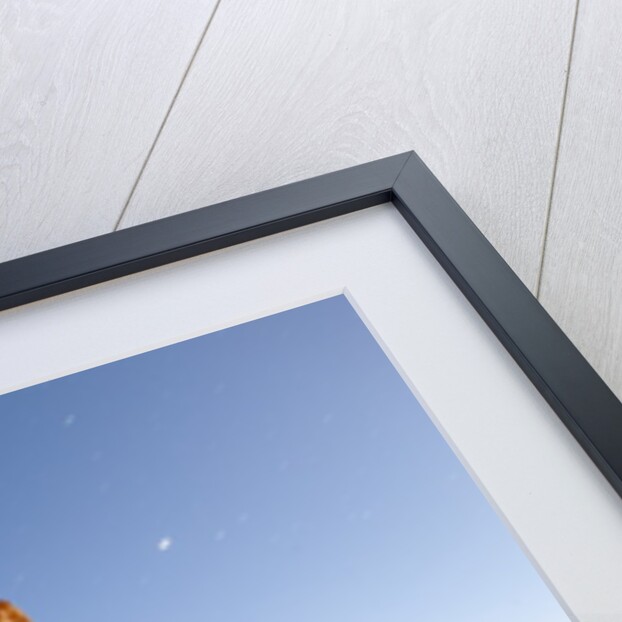 Rock formations in Bryce Canyon National Park in moonlight by Anonymous