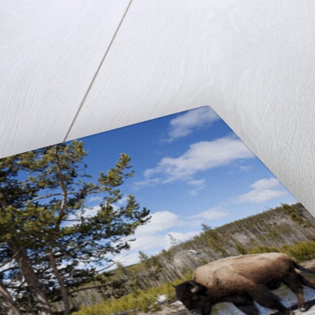 American bison walking along road in Yellowstone National Park by Anonymous