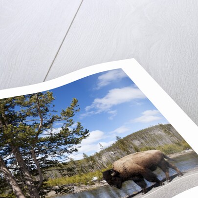 American bison walking along road in Yellowstone National Park by Anonymous