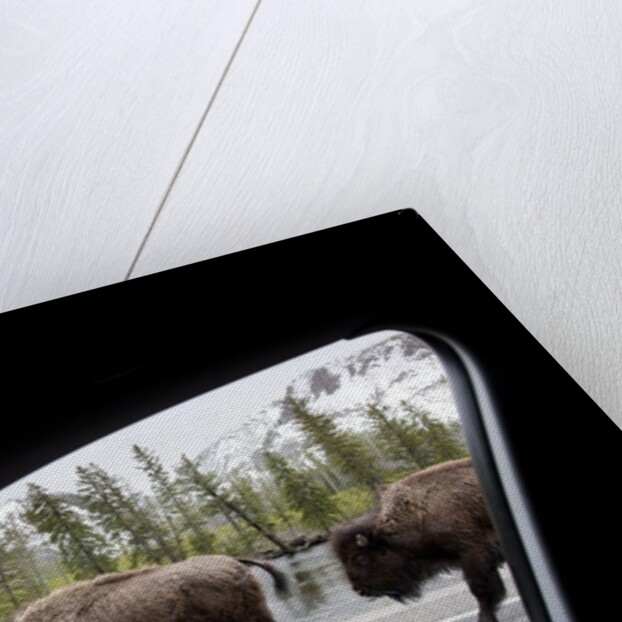 American Bison seen from car in Yellowstone National Park by Anonymous
