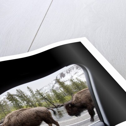 American Bison seen from car in Yellowstone National Park by Anonymous