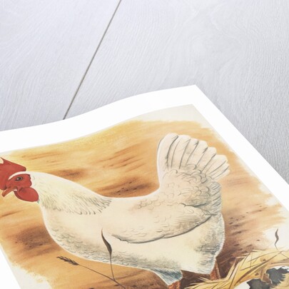 Chicken and hatching chicks by Anonymous