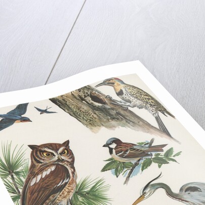 Variety of birds by Anonymous