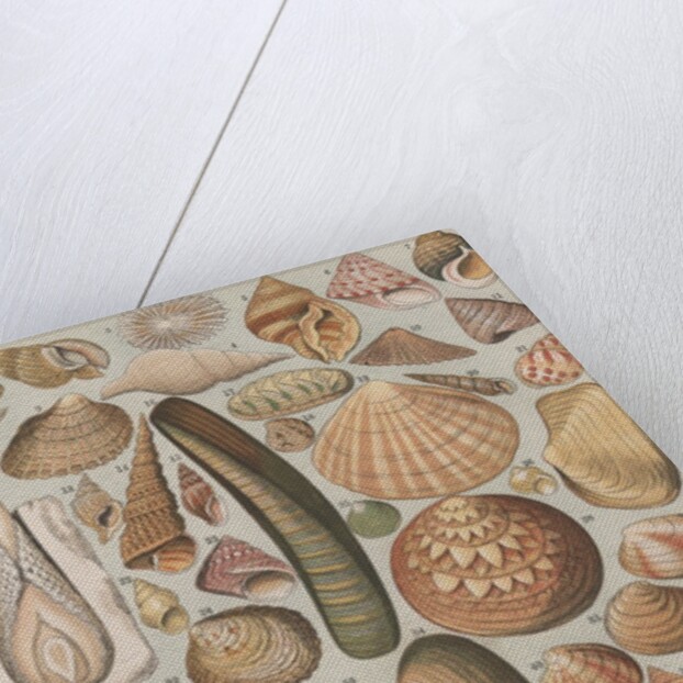 Variety of seashells by Anonymous
