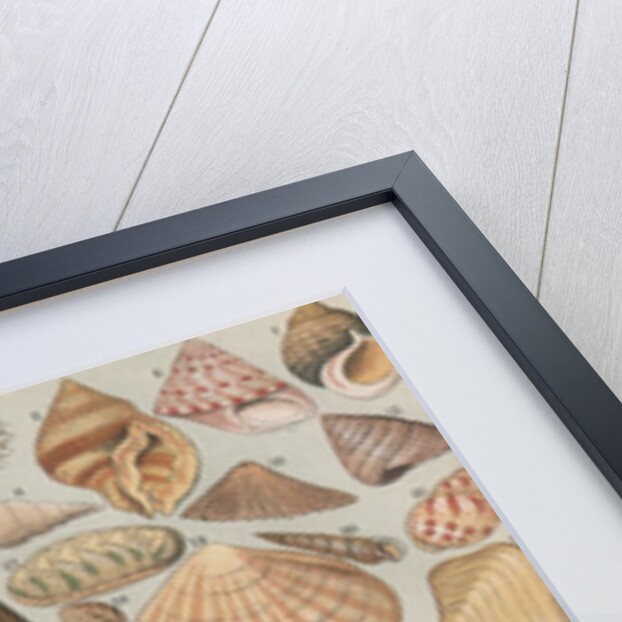 Variety of seashells by Anonymous