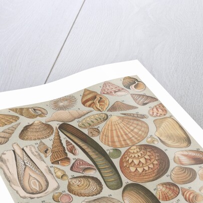 Variety of seashells by Anonymous