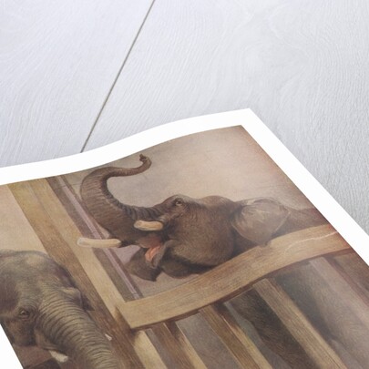 Children looking at elephants in zoo by Anonymous
