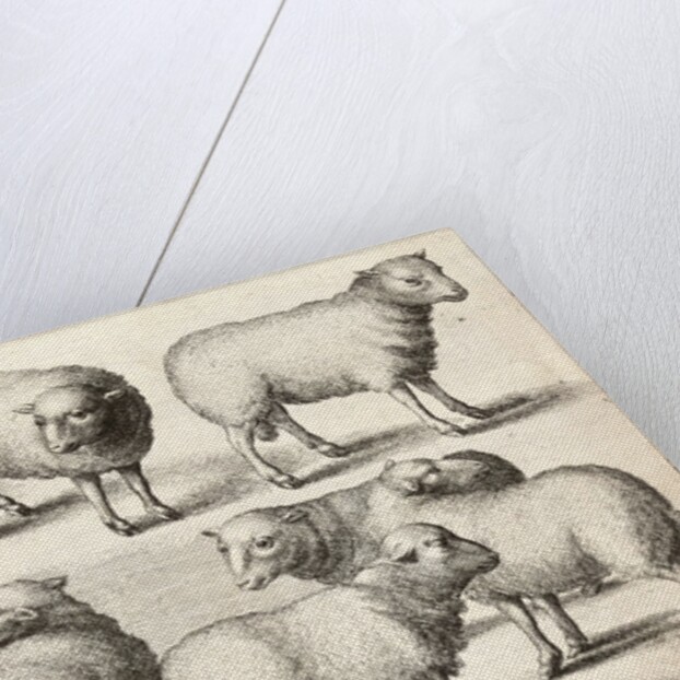 Nine sheep by Anonymous