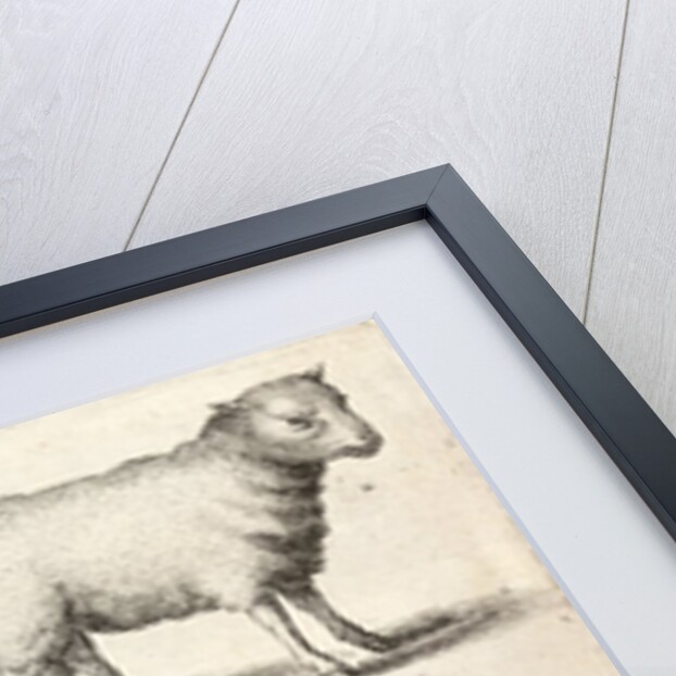 Nine sheep by Anonymous