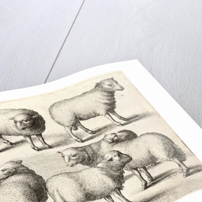 Nine sheep by Anonymous