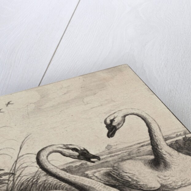 Two swans by Wenceslas Hollar