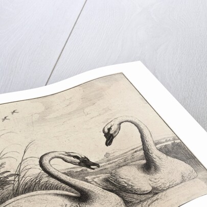 Two swans by Wenceslas Hollar