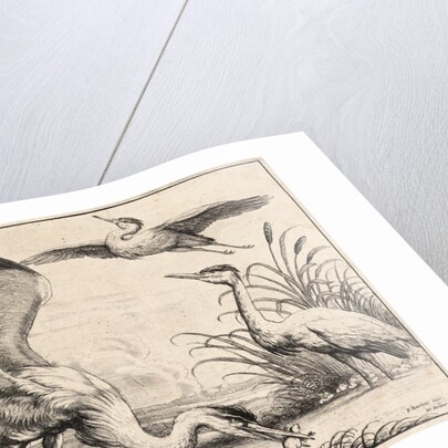 Three herons by Wenceslas Hollar