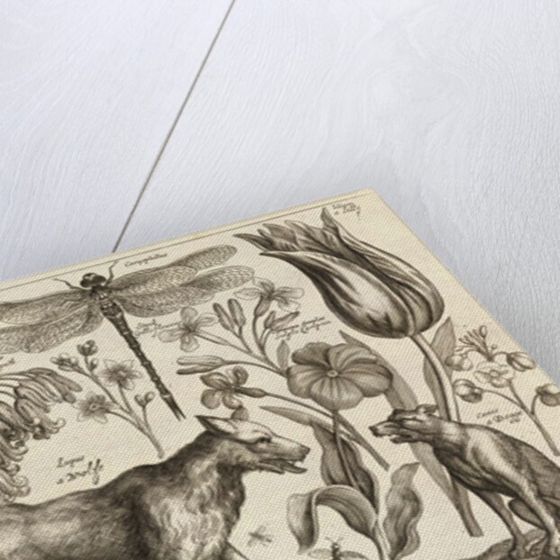 A Wolf, with a Sheep, a Dog and various flowers and insects by Wenceslas Hollar