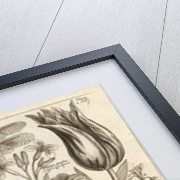 A Wolf, with a Sheep, a Dog and various flowers and insects by Wenceslas Hollar