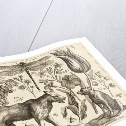 A Wolf, with a Sheep, a Dog and various flowers and insects by Wenceslas Hollar