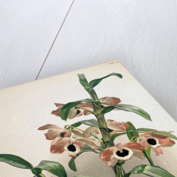 Orchid by Frederick Sander