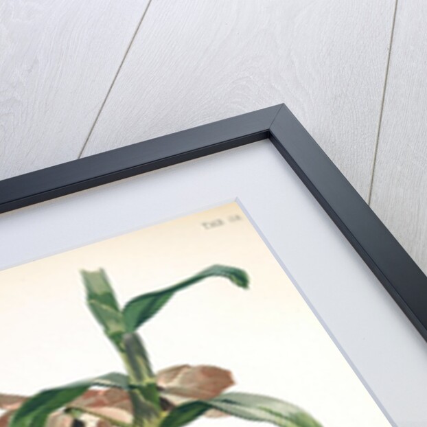 Orchid by Frederick Sander