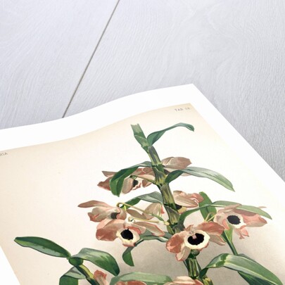 Orchid by Frederick Sander