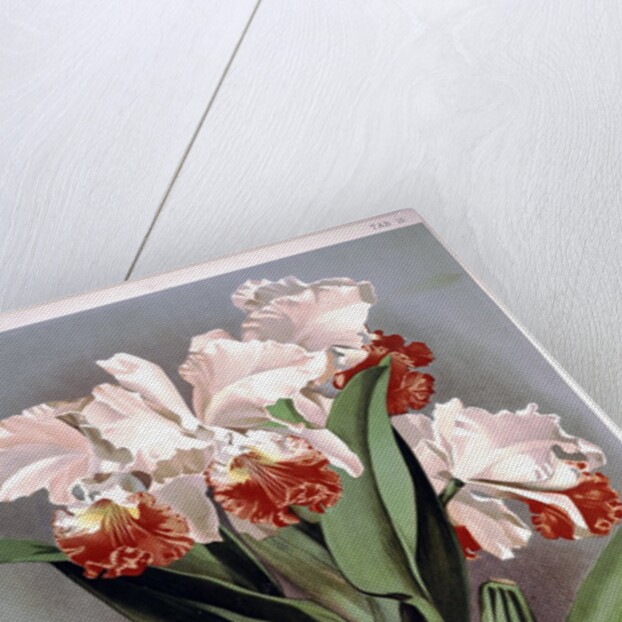 Orchid by Frederick Sander